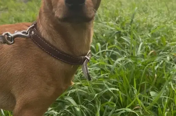 Щенок найден в Дзержинском, МО