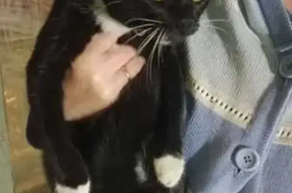 Кошка найдена: пр. Юных Ленинцев, 88