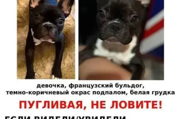 Собаки потеряшки, Москва, фото: Потеряшка собака, пр-д Дубовая роща, Москва