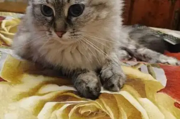 Пропала кошка, ул. Кирова 114А, Волгоград