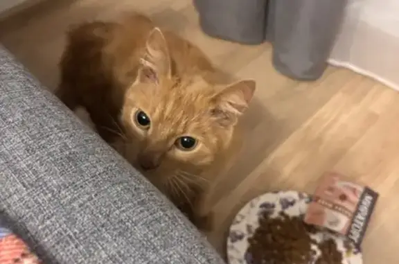 Найдена кошка, Екатеринбург, фото: Кошка найдена на Разливной, Екатеринбург