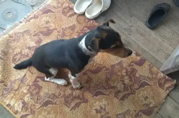 Найдена собака, Минская область, фото: Собака найдена в Юзуфово, Минская обл.