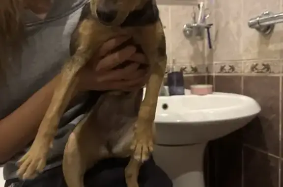 Найдена собака, Якутск, фото: Собака найдена: Ленина 28, Якутск