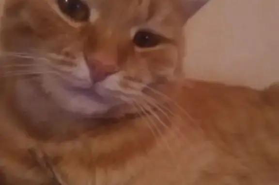 Кошки потеряшки, Новосибирск, фото: Потеряшка кошка, Новосибирск, Разъездная 2