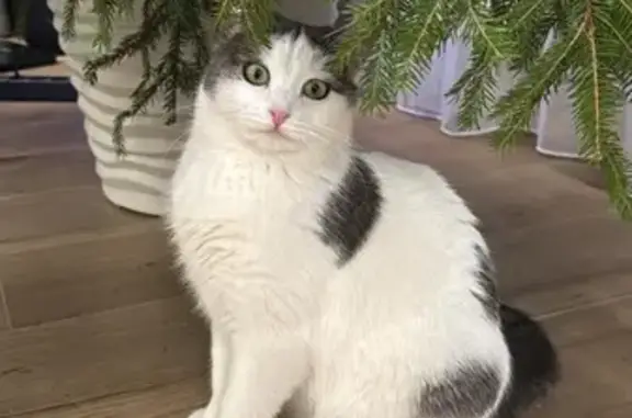 Пропала кошка, Лобненское шоссе