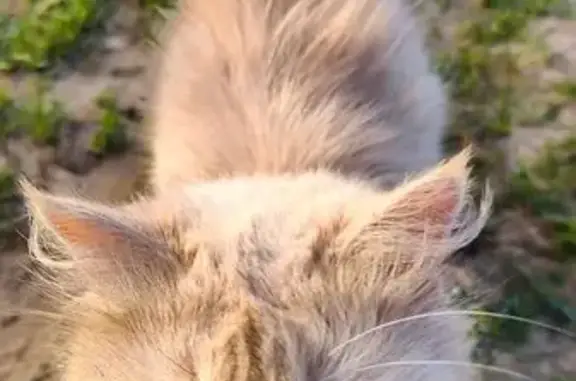 Найдена кошка, Всеволожск, фото: Кошка найдена, Рябовская ул., Всеволожск