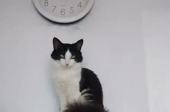 Пропала кошка Муся, Слобода, МО