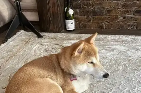 Собаки потеряшки, Москва, фото: Потеряшка собака на ул. Москва, оранж. ошейник