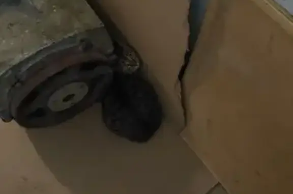 Найдена кошка, Санкт-Петербург, фото: Кошка найдена: Богатырский пр., 51 к2