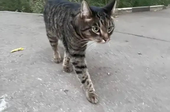 Найдена кошка, Саратов, фото: Кошка найдена: Топольчанская ул, 1, Саратов