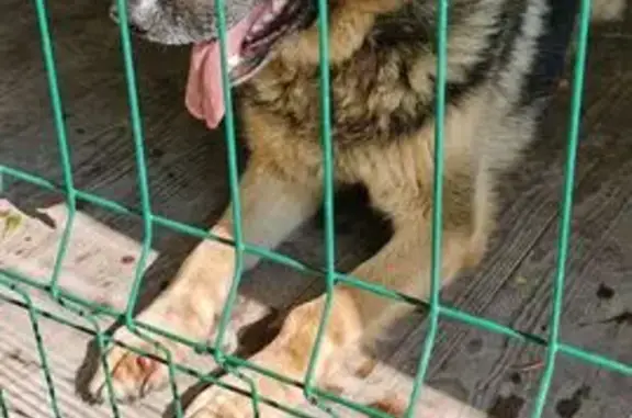 Найдена овчарка, Салаирский тракт, 14 км