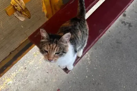 Кошка найдена: Ильинское ш., Гольёво