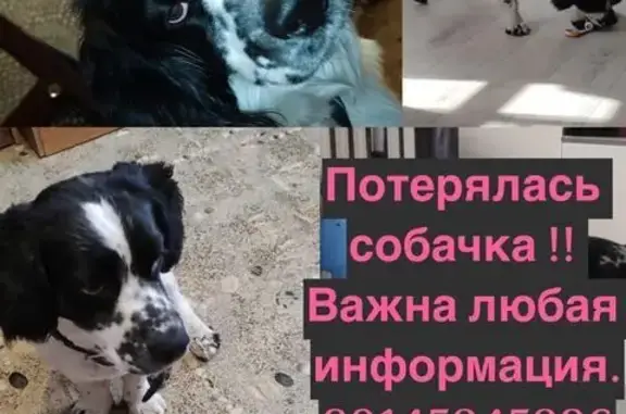 Пропала собака, Шилка, Забайкалье