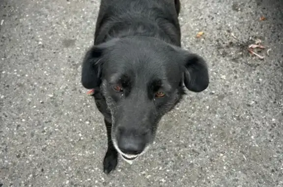 Собака найдена у стадиона, пр. Ленина, Нальчик