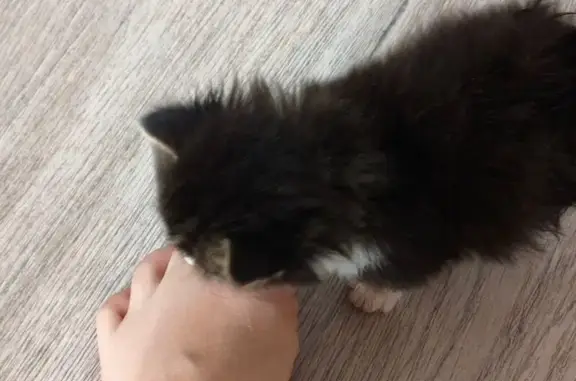 Кошка найдена под лестницей, Камышовая 1/6