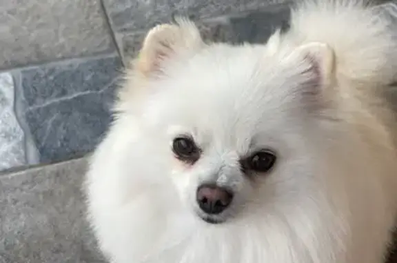 Пропала собака, Конармейская ул., Белореченск