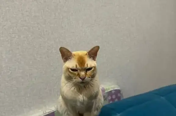 Пропала кошка, Кульшарипово, Татарстан