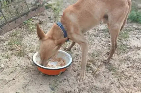 Найдена собака, Жодино, фото: Той-терьер найден на Магистральной, 60