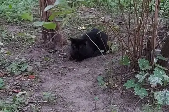 Найдена кошка, Москва, фото: Кошка найдена, Байкальская ул. 17 к1, Москва