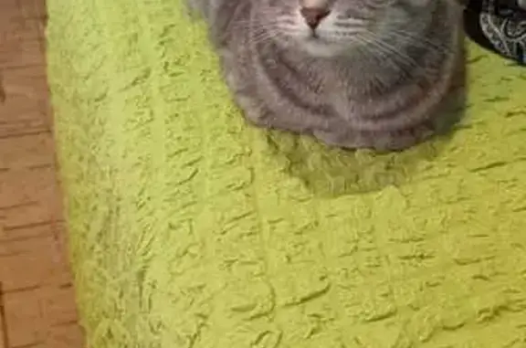 Кошки потеряшки, Воронеж, фото: Потеряшка кошка, Иркутская ул. 68, Воронеж