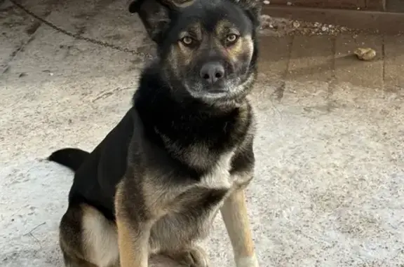 Собаки потеряшки, Самара, фото: Потеряшка собака, Цеховая ул. 13, Самара