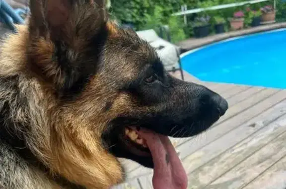 Пропала овчарка, Владивосток, ул. Радужная