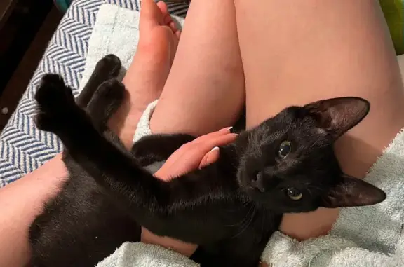 Кошки потеряшки, Санкт-Петербург, фото: Потеряшка кошка на ул. Зои Космодемьянской, 27