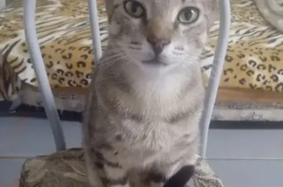 Пропала кошка, Западная ул. 20, Сызрань