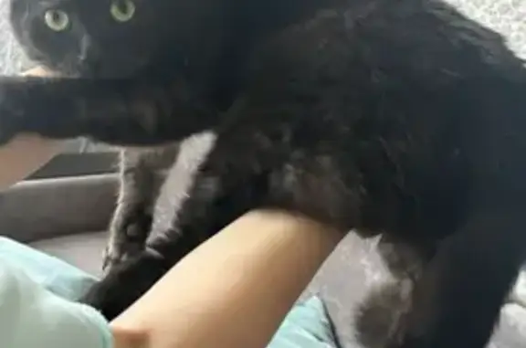 Кошки потеряшки, Оренбург, фото: Потеряшка кошка, ул. Проезд 22, Оренбург