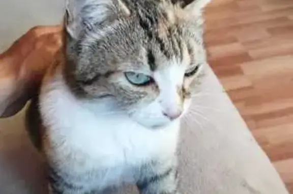 Кошки потеряшки, Владимирская область, фото: Потеряшка кошка, Андреевское, Владимирская обл.