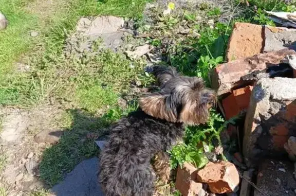 Найдена собака, Ярцево, фото: Йоркширский терьер найден: Нагорный пер., 13