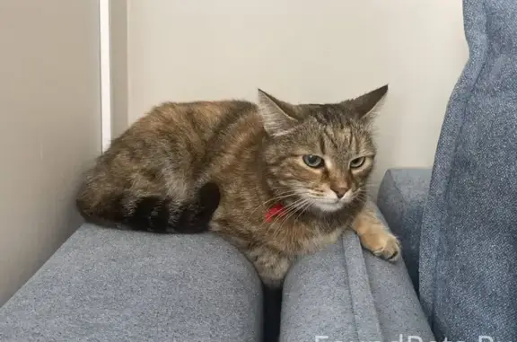 Найдена кошка, Ярославль, фото: Черепаховая кошка найдена, ул. Свободы 78