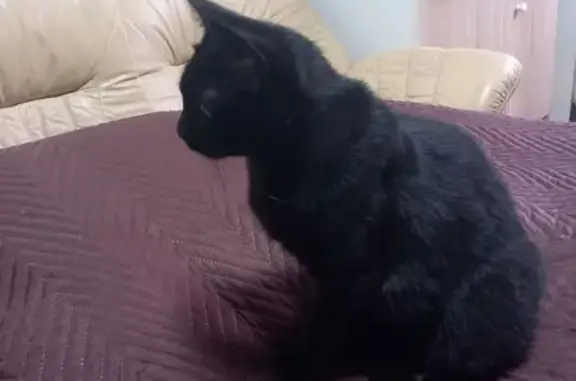 Найдена кошка, Мурманск, фото: Найдена черная кошка, Лобова 5, Мурманск