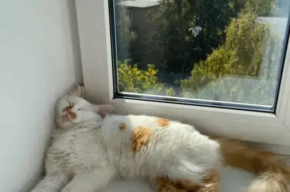 Кошки потеряшки, Ярославль, фото: Потеряшка кошка Гараж, ул. Титова, Ярославль