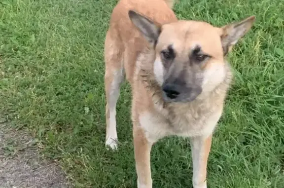 Найдена собака, Московская область, фото: Собака найдена в СНТ Луч, Калачёво