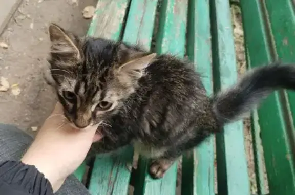 Найдена кошка, Воронеж, фото: Кошка найдена на ул. Космонавтов, Воронеж