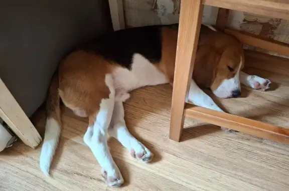 Пропала собака в Авсюнино, 46К-7041