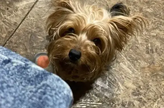 Пропала собака, проезд Ломоносова, 4