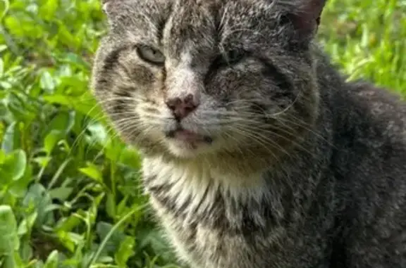 Пропала кошка, ул. Добролюбова, Йошкар-Ола