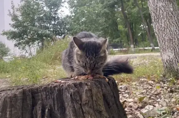 Найдена кошка, Самара, фото: Кошка найдена: Волжское шоссе, 117, Самара
