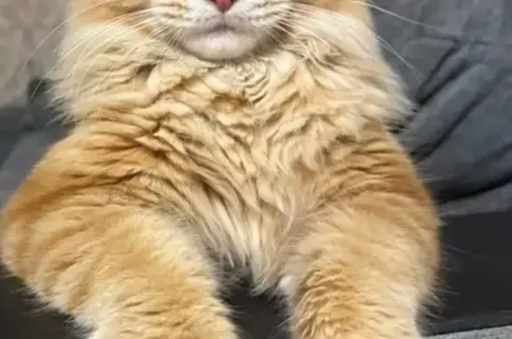 Кошки потеряшки, Астрахань, фото: Потеряшка кошка, ул. Ноздрина, Астрахань