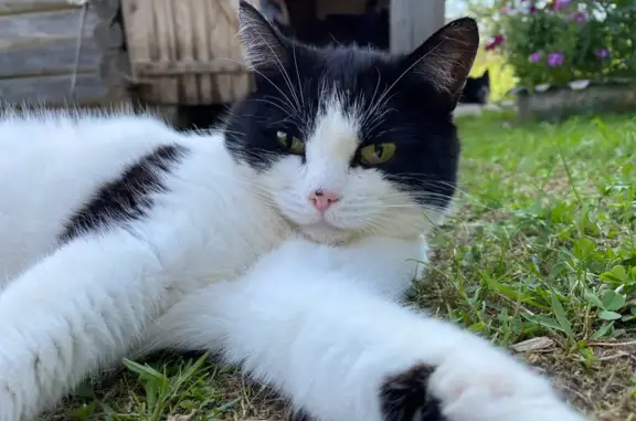 Пропала кошка, Мукши, Удмуртия