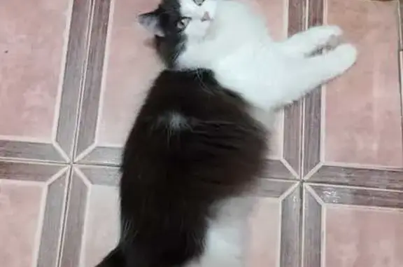 Кошки потеряшки, Оренбург, фото: Потеряшка кошка, Волгоградская 26/1, Оренбург