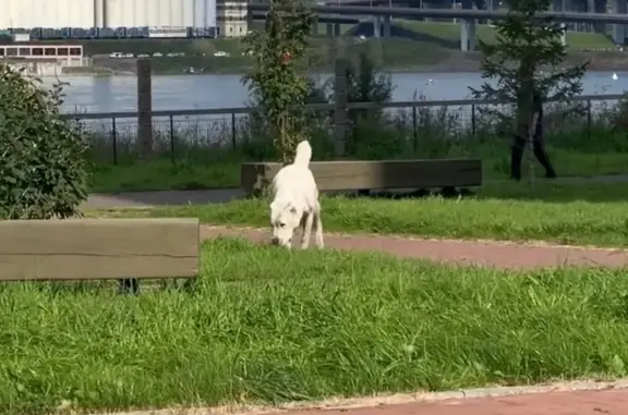 Алабай найден на ул. Лесников, Красноярск