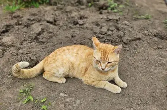 Пропала кошка на Калужской, 20, Казань