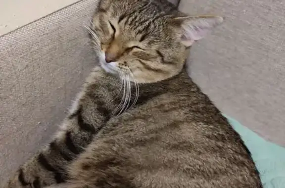 Кошки потеряшки, Казань, фото: Потеряшка кошка, Казань, Амирхана 53Б