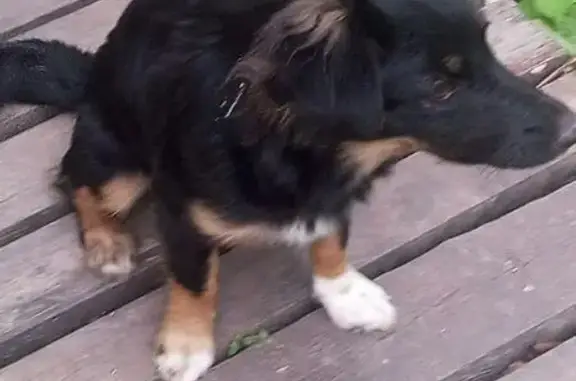 Найдена собака, Астрахань, Астраханская обл.