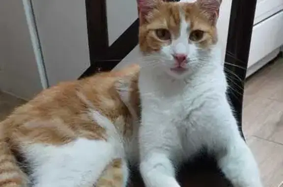 Пропала кошка, Родниковая ул. 7, Сочи