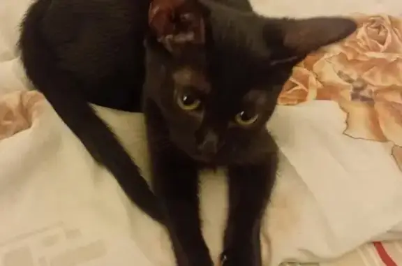 Найдена кошка, , фото: Кошка найдена: ул. Циолковского, 12, Пенза