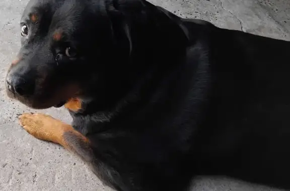 Собаки потеряшки, , фото: Потеряшка собака, Ижевск, Клубная 36